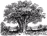 Der Baobab (Affenbrotbaum) als Methapher fr lebenserfllendes Management schlechthin! Die Bume werden ber 1'000 Jahre alt und passen sich laufend optimal der Umwelt an, ohne ihre Substanz zu verlieren!